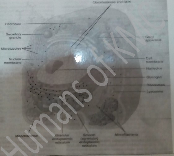 1ST YEAR PHYSIOLOGY OSPE